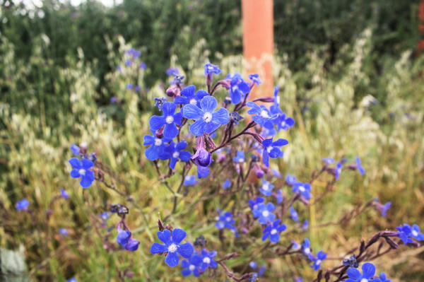 Уход за анхузой не доставит много хлопот