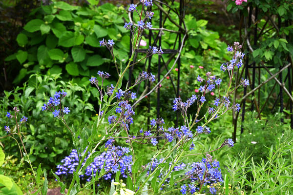 Высокорослым видам и сортам может потребоваться опора, особенно в наветренных местах