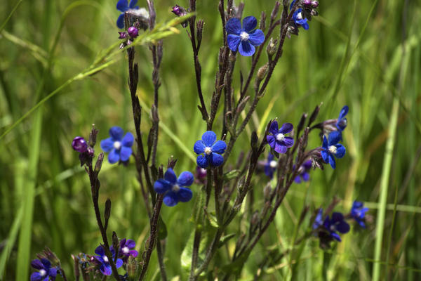 Анхуза итальянская