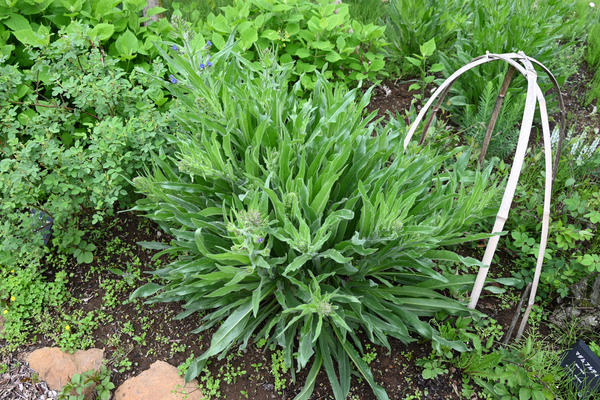 В жаркое сухое лето анхузу капскую придется поливать