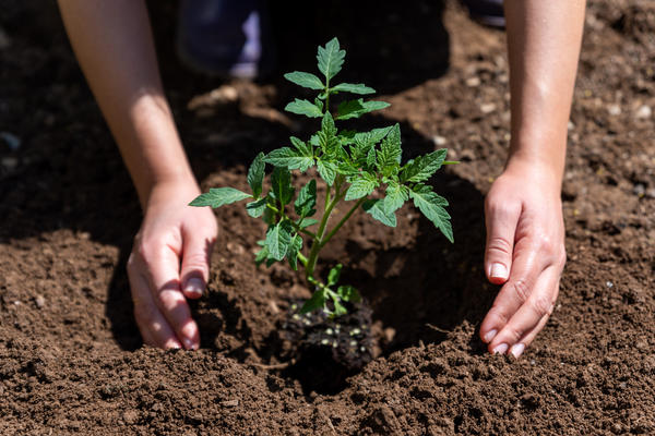 Высадка рассады на ПМЖ