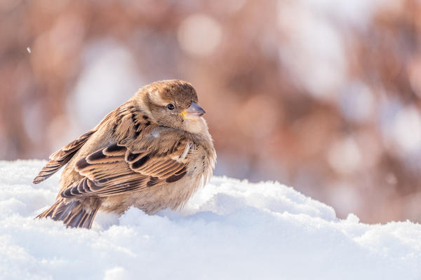 Воробей в снегу