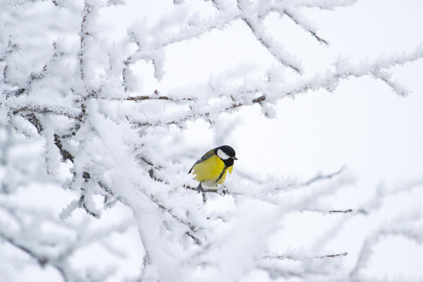 Птицы зимой