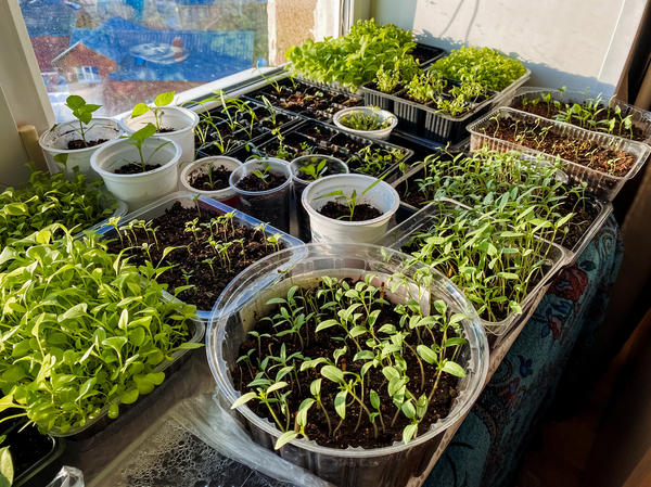 Нелёгкая рассадная пора...