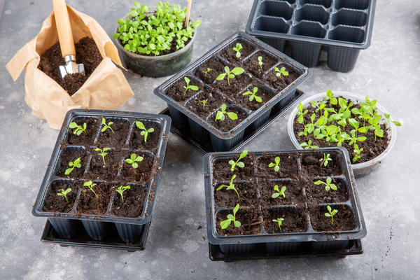 Посевы, рассада