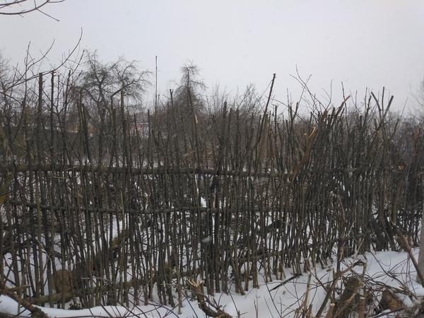 Плетеный забор, сделанный из веток, после очистки участка