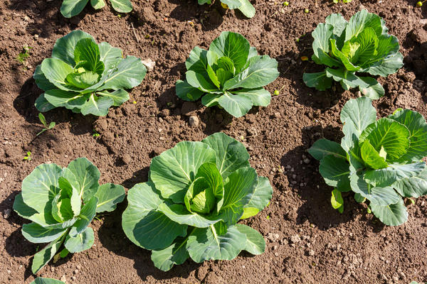 Растим белокочанную капусту