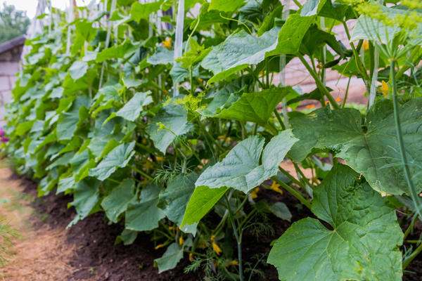 Выращиваем огурцы