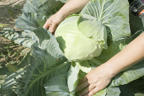 Выращиваем белокочанную капусту