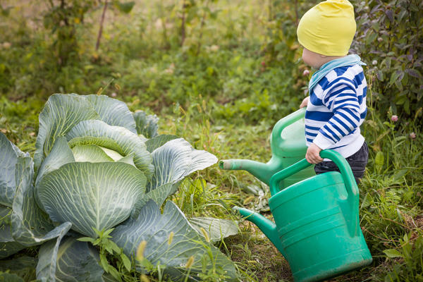 Растим капусту все вместе