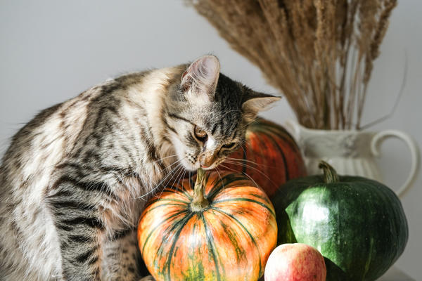 Выращиваем тыквы