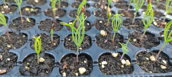 Всходы сосен