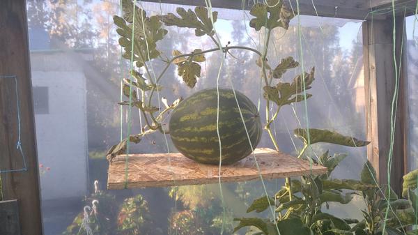 Привитый арбуз Амфион F1. Фото Аллы (Jozefinika), Ханты-Мансийск