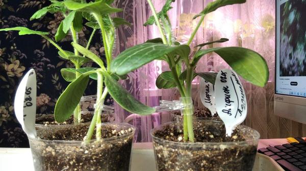 Прививки арбуза на лагенарию. Фото Аллы (Jozefinika), Ханты-мансийск