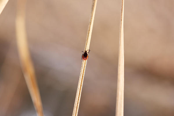 Клещ на сухой травинке весной