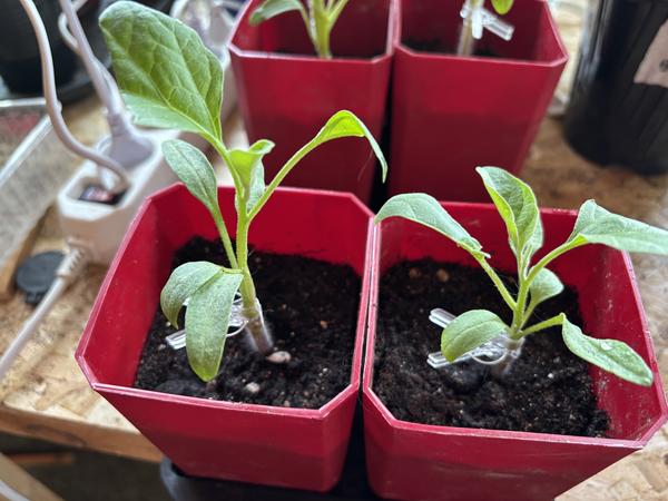 Прививки баклажанов на томаты. Фото Юлии Николаевны (IuliiaNikolaevna), С-Петербург