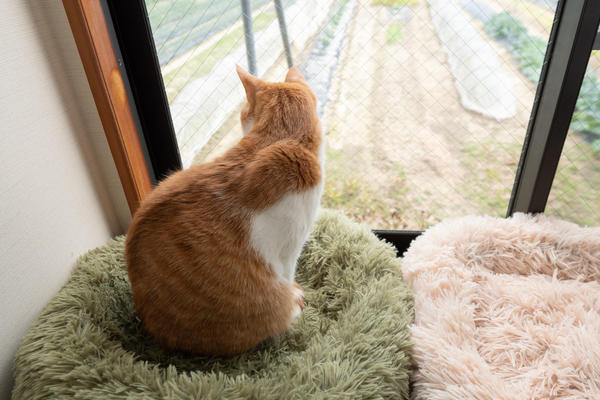 Во время обработки и в течение 3 дней после нее не выпускайте питомца на участок