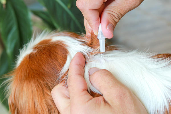 Для защиты питомцев нужно использовать только специализированные ветеринарные средства