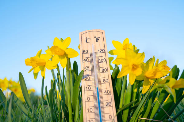 Нарциссовый апрель