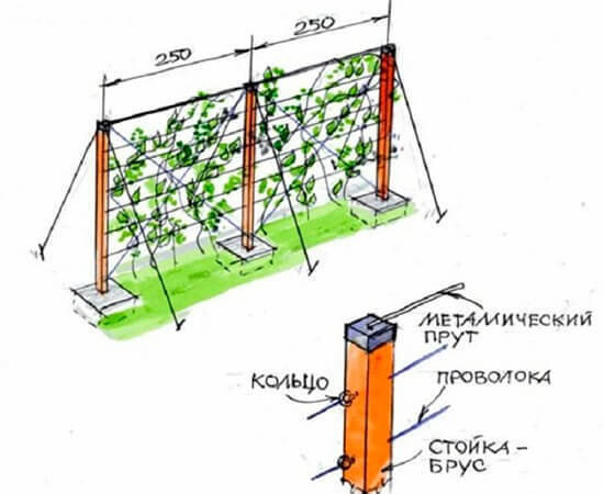 Фото с сайта lobas.su