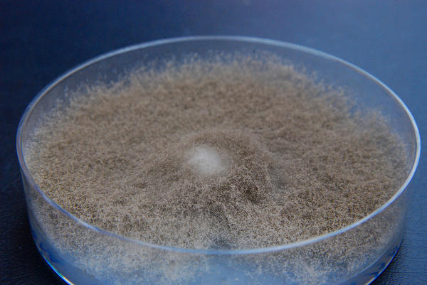 Botrytis cinerea в чашке Петри