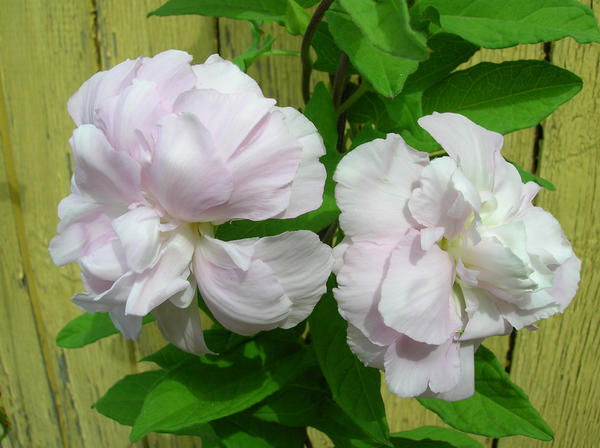 Калистегия плющевидная Flore Pleno