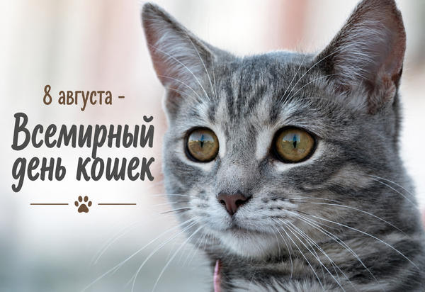 Всемирный день кошек