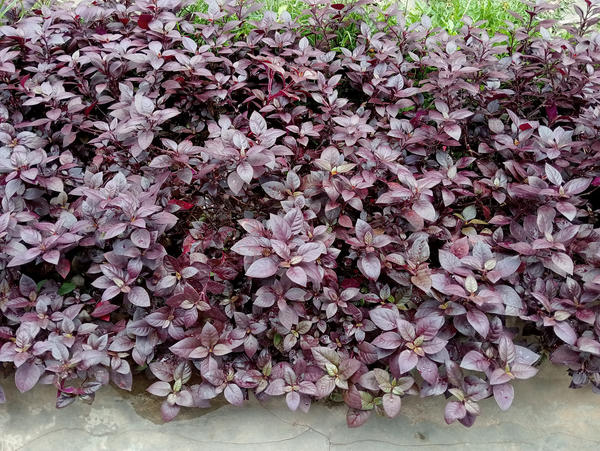 Альтернантера ветвистая Purple Heather