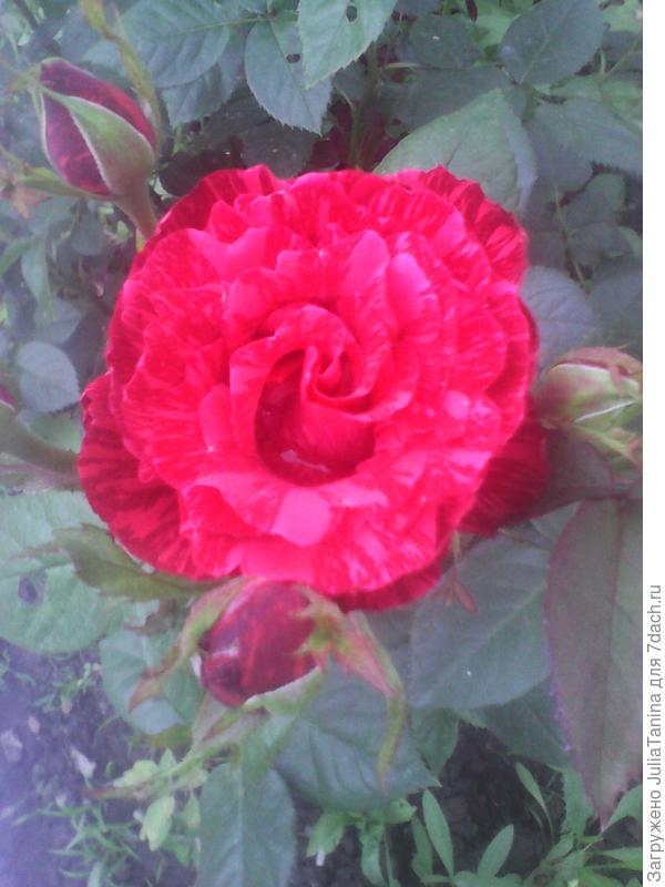 красная бархатистая роза с изумительными розовыми бликами на лепестках