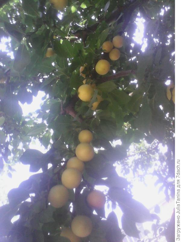 ренклод колхозный