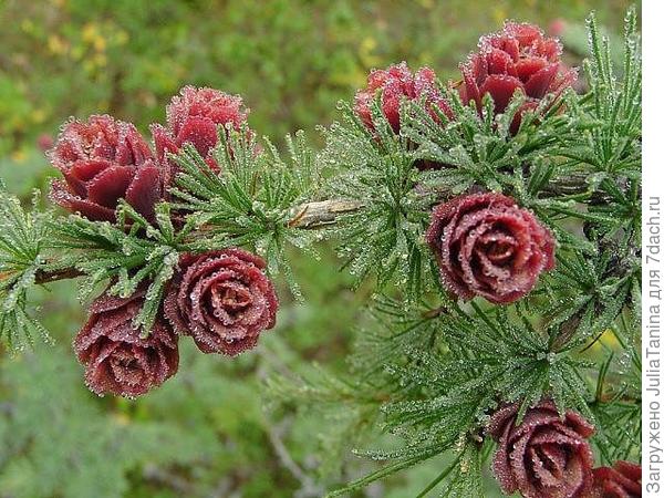 Цветение лиственницы.