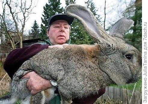 чудо - кролик