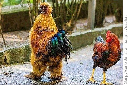 петушки