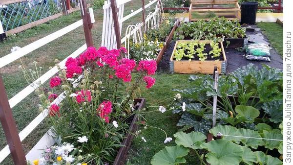 чудо-огородик