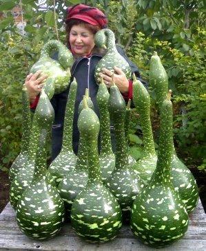 Людмила Зерфус.Тыквагуси