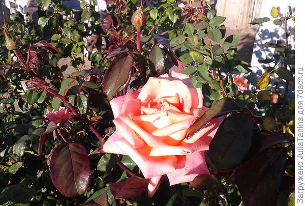 Прекрасная роза для прекрасных победителей.(фото от 12.10.2014 года)