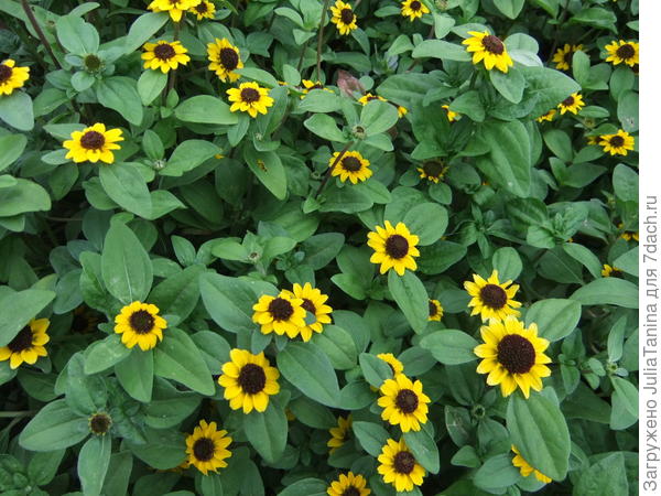 П О З Д Р А В Л  Я Ю