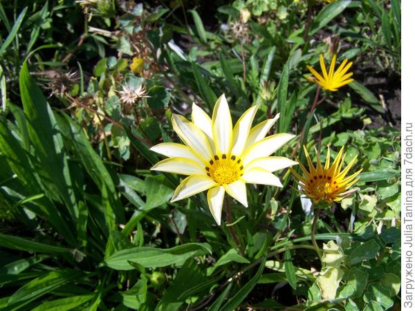 Сажала желтую, а она оказалась белая)))))