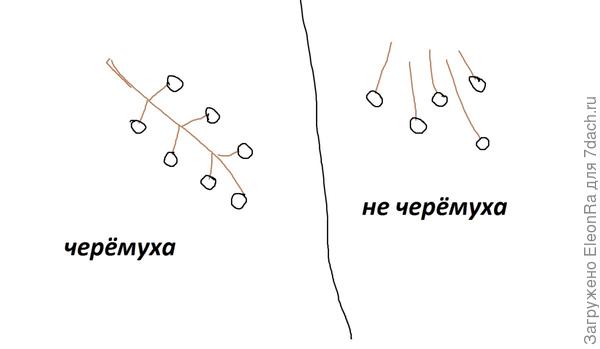 черёмуха и не черёмуха