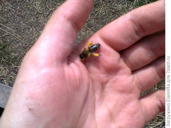 я видимо - ЦВЕТОК!)))