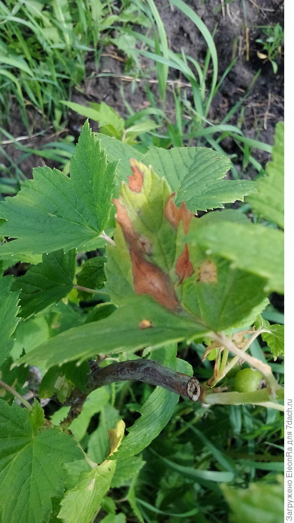 Смородинка