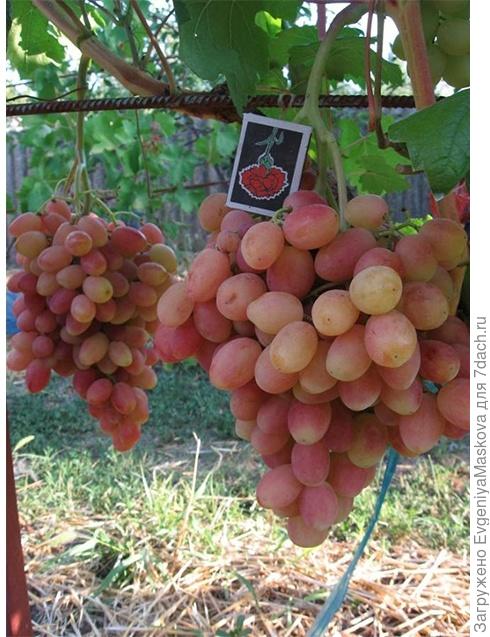 гроздь винограда