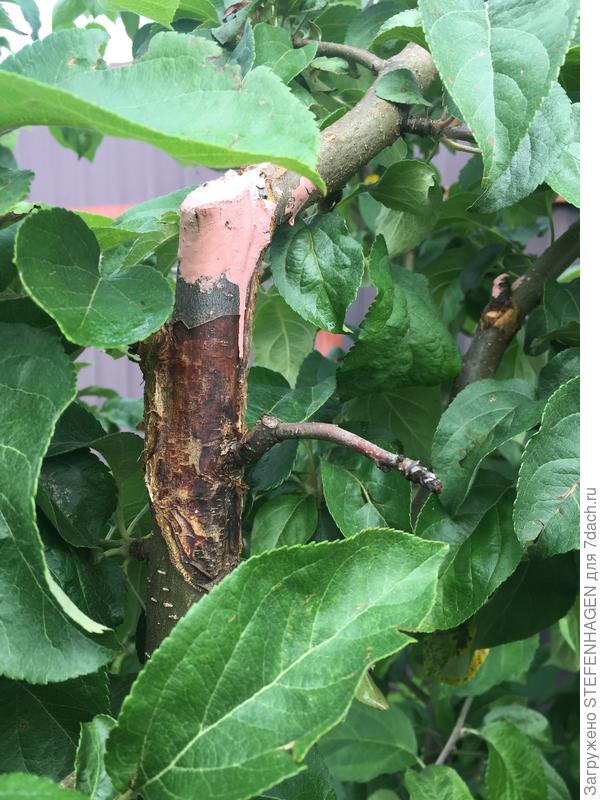 Обрезался основной ствол.