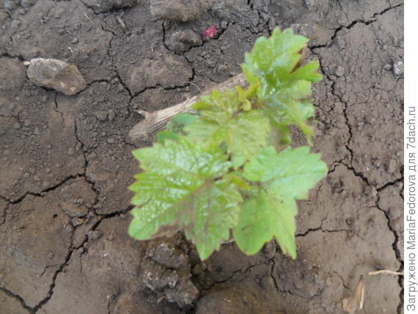 виноград тронулся в рост