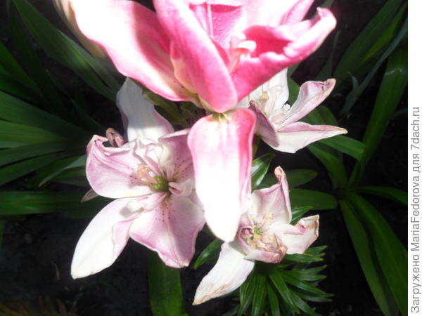 лилии