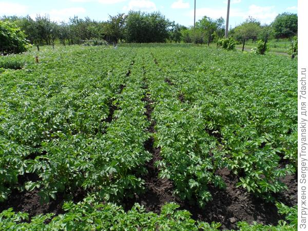 Наш картофель.