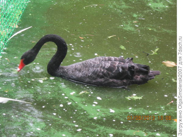 Смоленский черный лебедь, постоянно удирал. Находили в городе и возвращали.