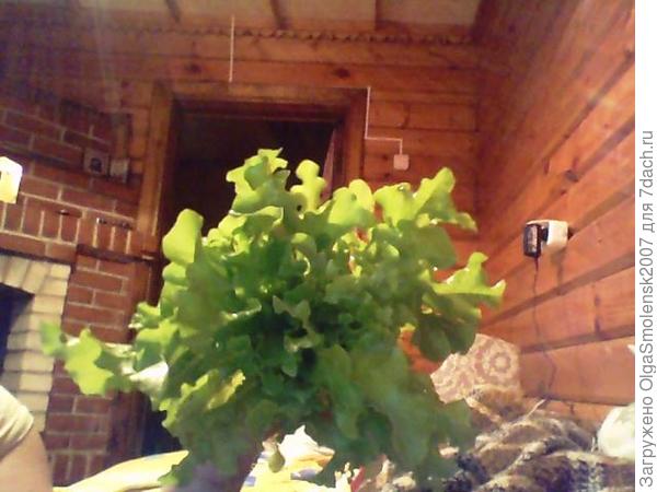 Кучерявец одесский. Салат от Аэлиты.