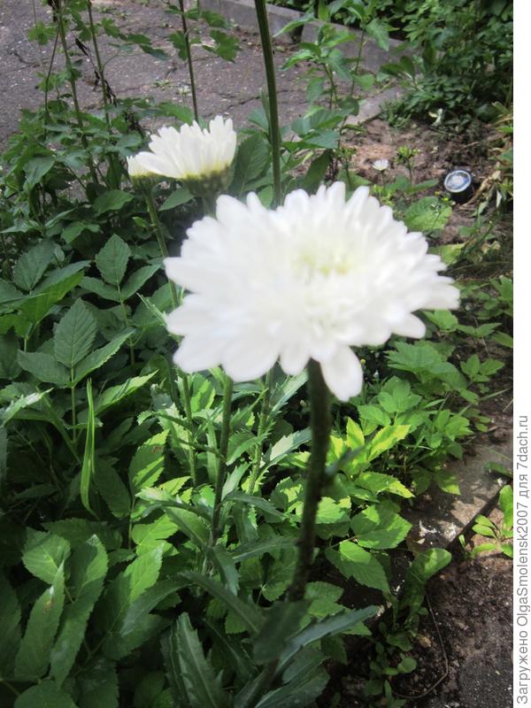 Вот что выросло. С фото на пакете похож. Но мне показалось, что больше на хризантему похож. Но стебель не жесткий. Красавица. Начало цветения.