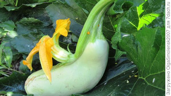 А вот так нас порадовал кабачок. Второй плод не стали ждать. Сорвали Красавца.